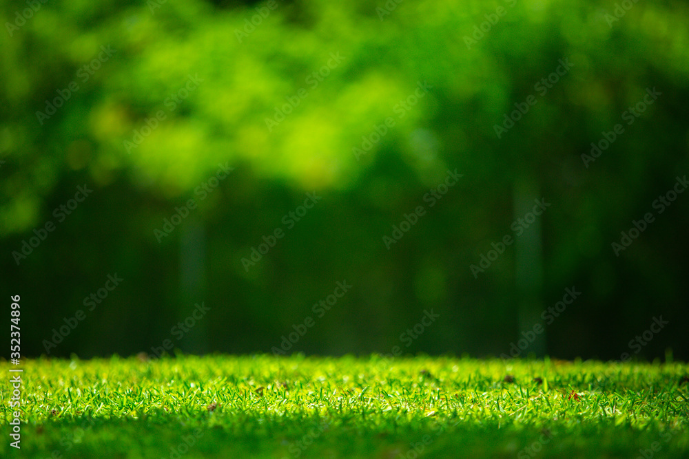 Naklejka premium Nature green grass with blur background
