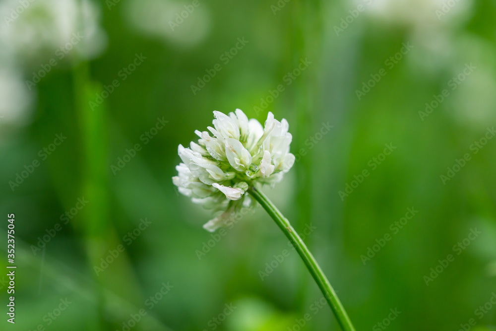 White Clover Flowers in Bloom in Springtime White Clover Flowers in Bloom in Springtime