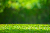 Nature green grass with blur background