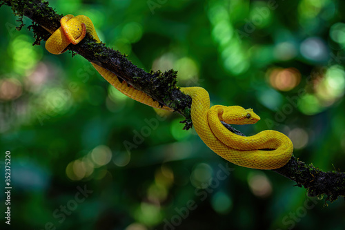 Eyelash viper snake or Bocaraca on branch photo