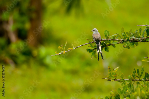 Tirano Tijereta Rosado (Tyrannus forficatus) perchado en rama sobre fondo verde borroso, en la Península de Yucatán, México. photo