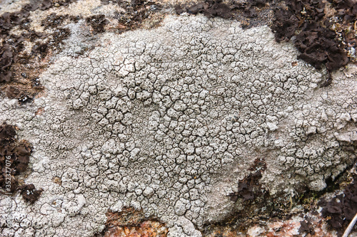 Gray lichen on the rock