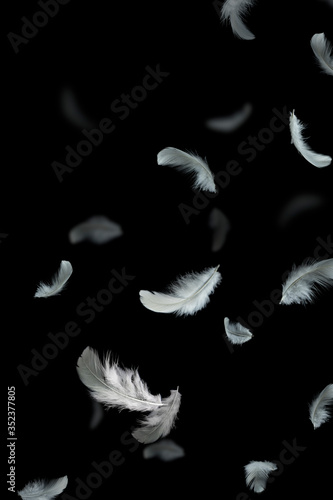 Group of light fluffy white feathers floating in the dark. black background, feather abstract background