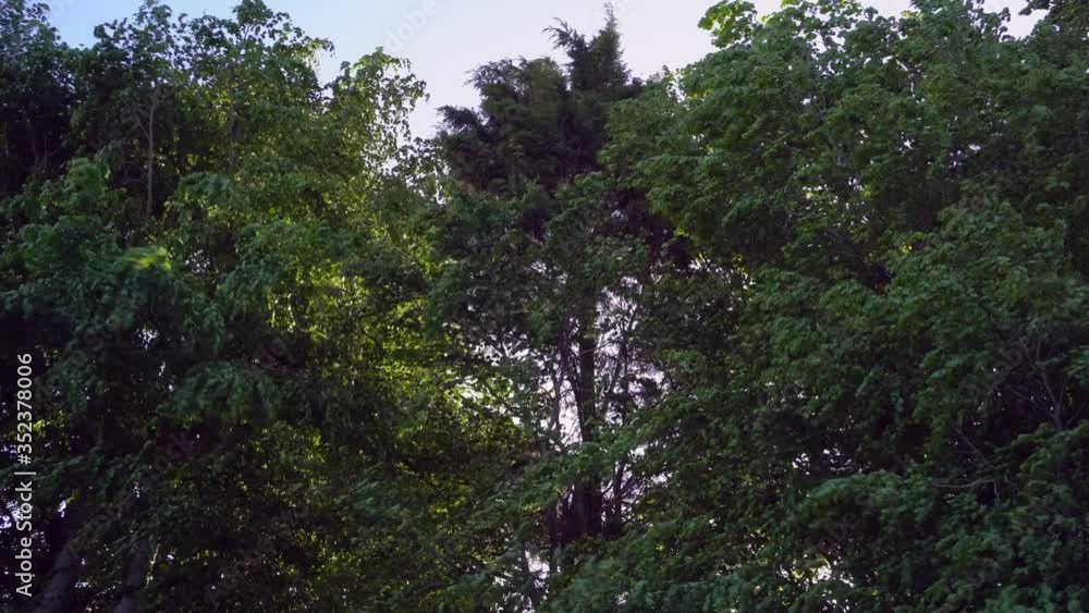 Green trees blowing violently in the wind swaying in frenzy Green trees blowing violently in the wind swaying in frenzy