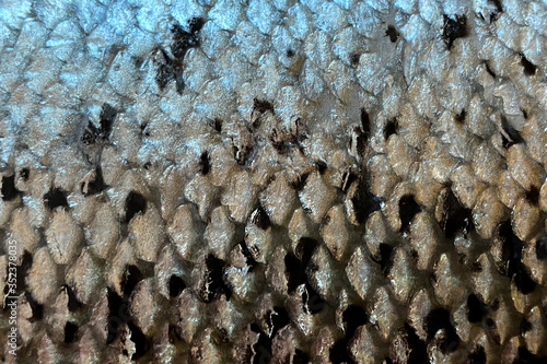 Salmon scales. Close up fish skin texture.