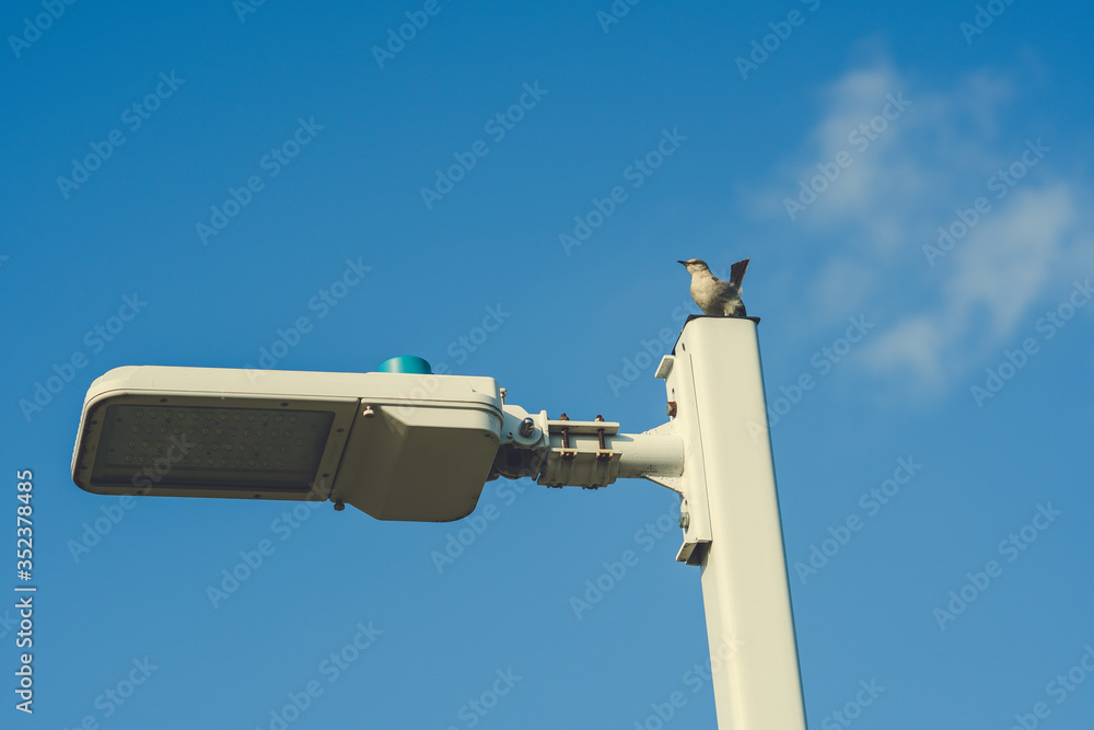 A bird sits on a street lighting pole in a city park on a sunny spring day.