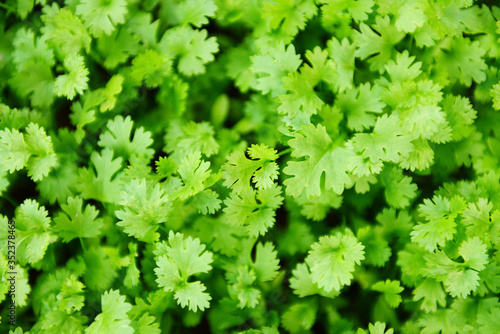Coriander plant leaf growing in the graden nature background - Green coriander leaves vegetable for food ingredients