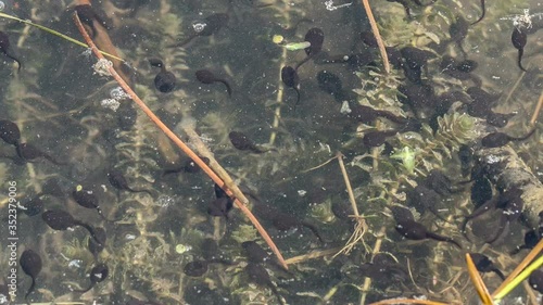 Tadpoles