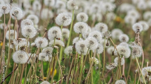 Dandelions