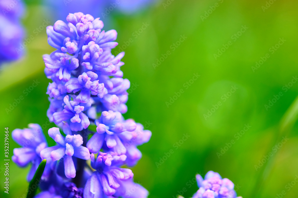 Lavender bush with purple flowers close-up. Beautiful, herb. color Lavender bush with purple flowers close-up. Beautiful, herb. color