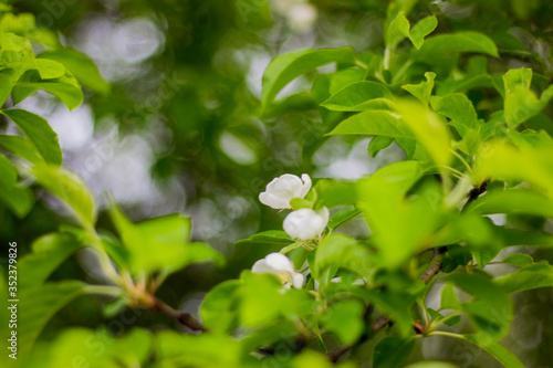 White Flowers Blooming on a Tree