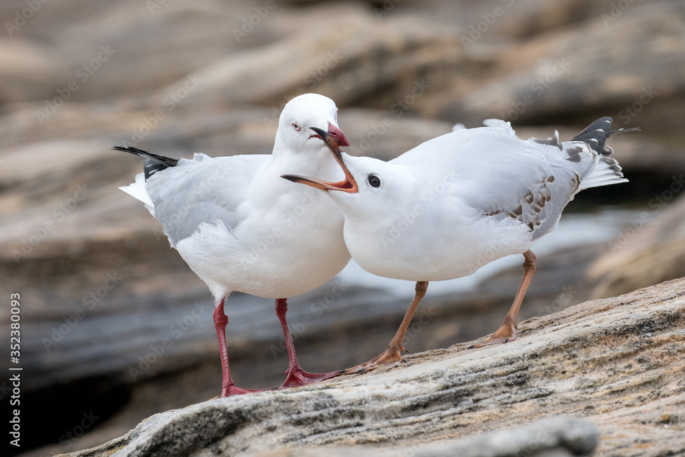 Adult Silver Gull with chick begging for food Adult Silver Gull with chick begging for food