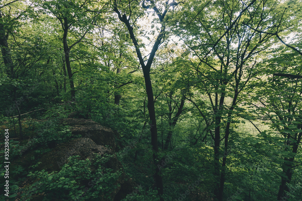 Beautiful Rock Cliffs in a Dense Late Spring Forest at Ledge County Park near Horicon Marsh, Wisconsin Beautiful Rock Cliffs in a Dense Late Spring Forest at Ledge County Park near Horicon Marsh, Wisconsin