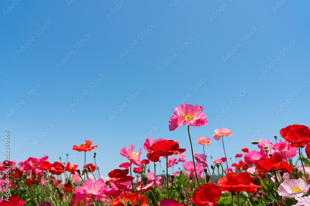 A clear blue sky and a field of poppies