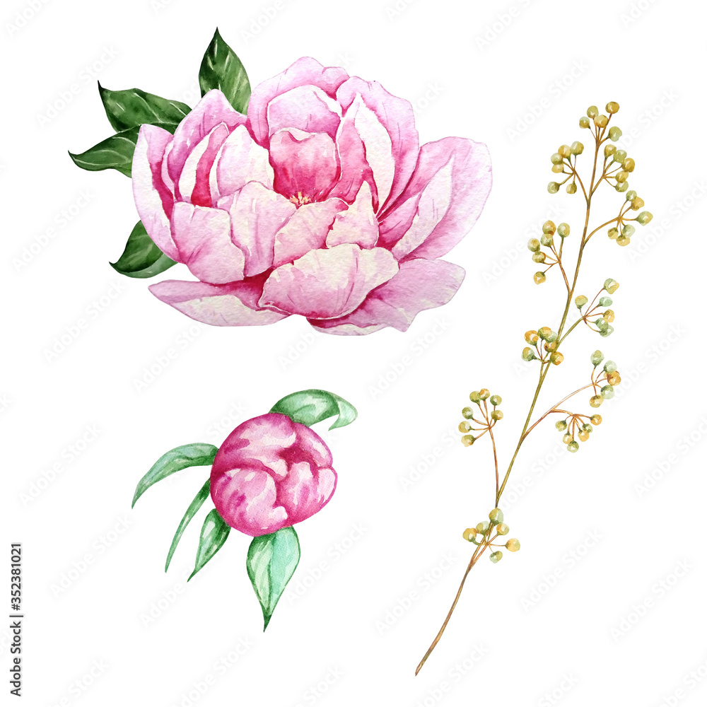 watercolor pink peony with leaves and field branches watercolor pink peony with leaves and field branches