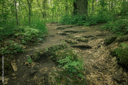 Dirt Path in the Forest