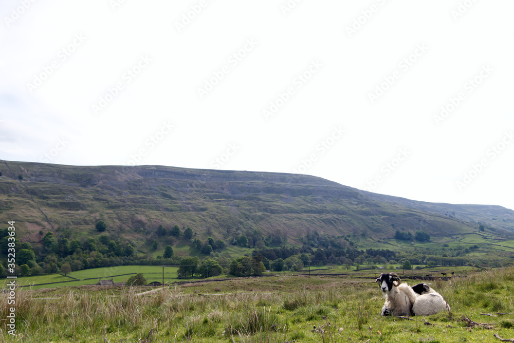 white and black sheep with Yorkshire Dales vista in the background