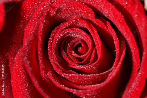 Romance  Red Rose Blooming Flower for Valentine Lover 