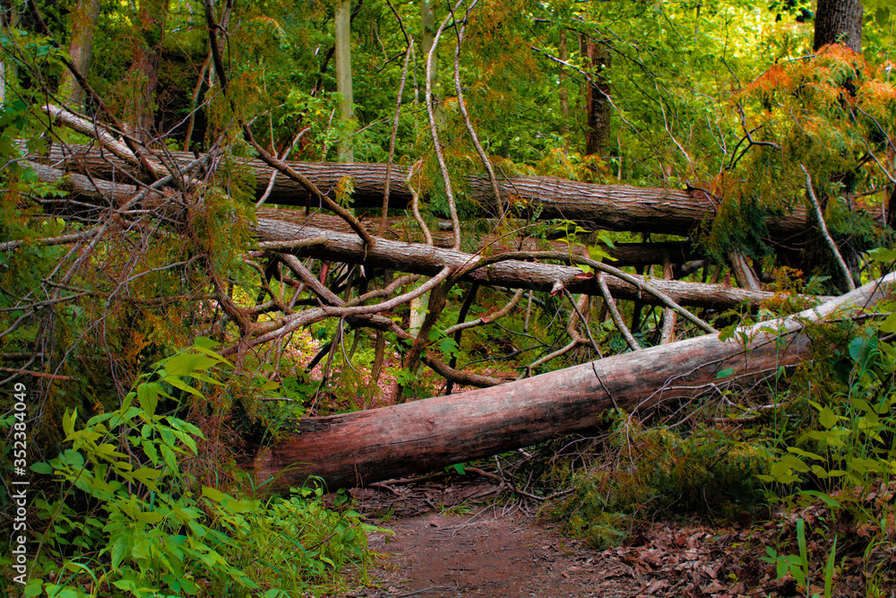 trees in woods trees in woods