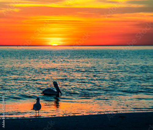 Fototapeta Naklejka Na Ścianę i Meble -  sunset over the ocean, sea, sun, water, beach, pelican, seagull, silhouette, sun, summer, Siesta Key, Florida