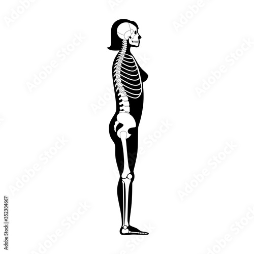 Woman skeleton anatomy