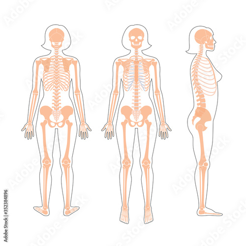 Woman skeleton anatomy