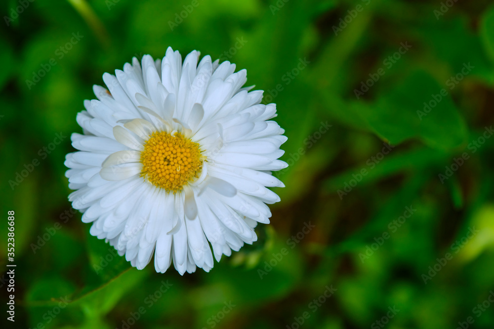 Fototapeta premium Closeup of wild daisy flowers. Romantic daisy flower at sunny summer day. Oxeye daisy, Leucanthemum vulgare, daisies,Moon daisy. Flower background.