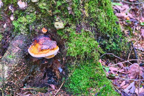 Chaga mushroom Inonotus obliquus on the trunk of a tree on a background of yellow autumn foliage. Close-up. Bokeh background color photo