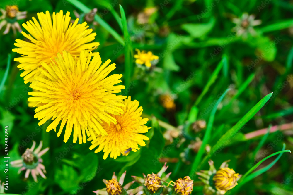 wild yellow dandelion close-up macro color nature wild yellow dandelion close-up macro color nature
