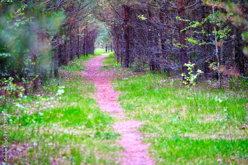 Forest path sunlight scene. Deep forest trail view. Forest trail landscape. color