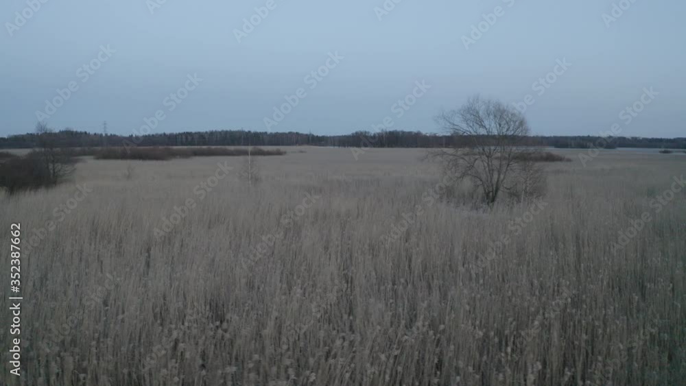 Dry tree surrounded by grass and plants. Dry tree surrounded by grass and plants.