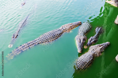 Picture of the crocodile groups in the water waiting for food during the feeding time. They will jumping to grab the fresh chicken from the feeding hook.