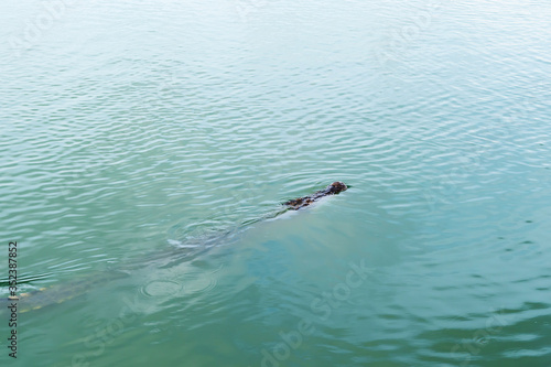 Picture of the crocodile in the water