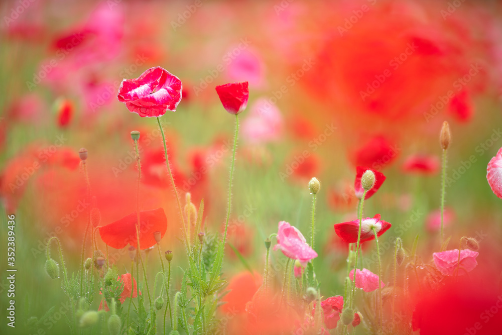 Fototapeta premium ポピー