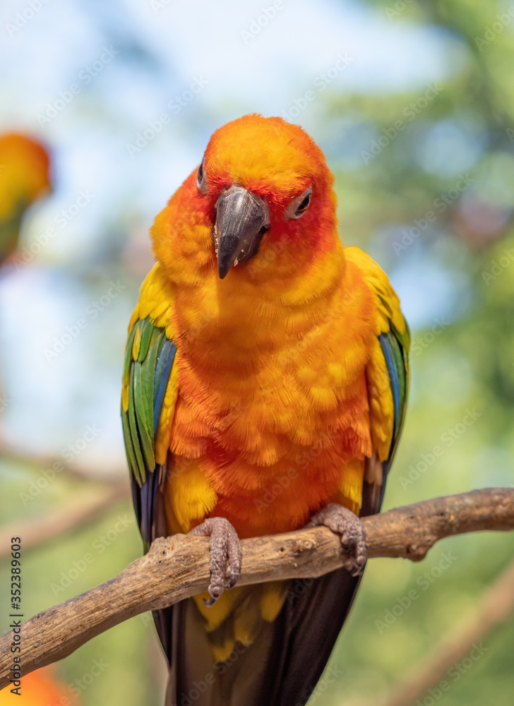 Close up Sun Conure Parrot Perched on Branch Isolated on Background