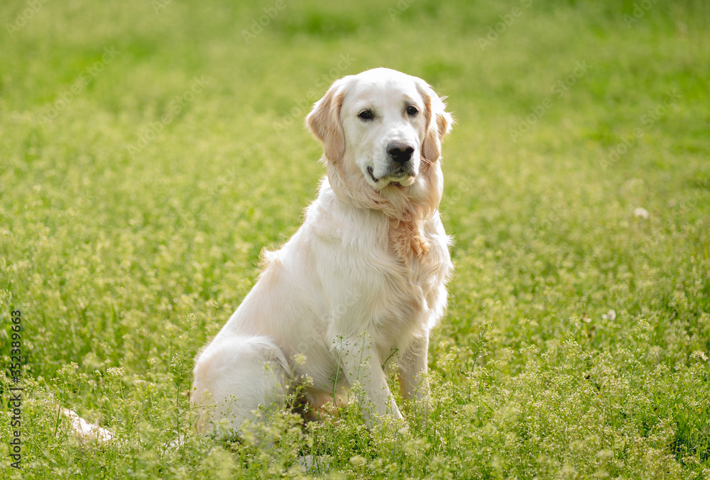 Cute dog sitting on blooming field