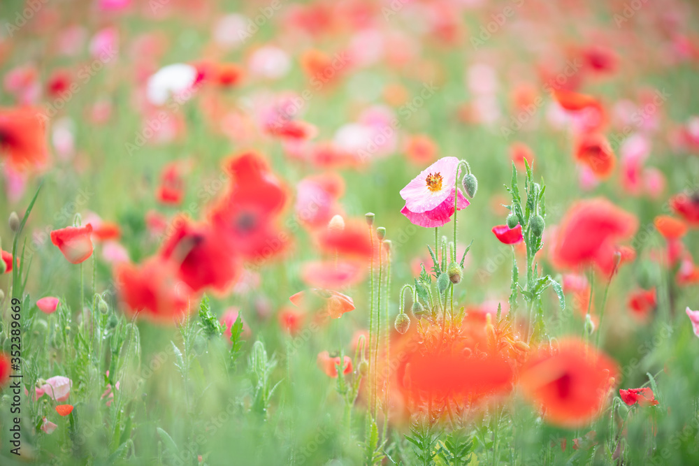 Obraz premium ポピー畑