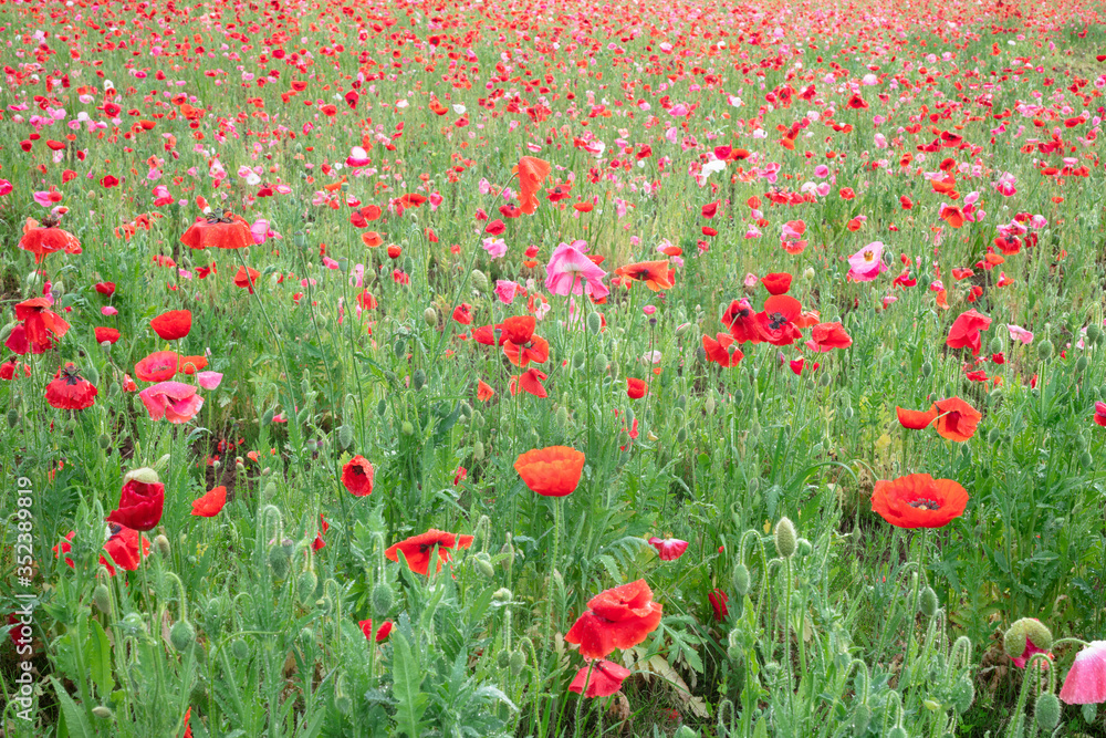 Fototapeta premium ポピー畑