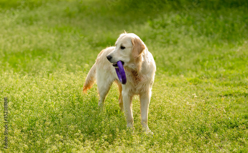 Playful dog walking on blooming field