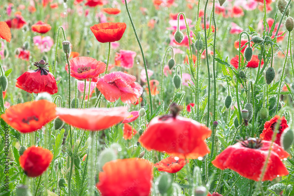 Fototapeta premium ポピー