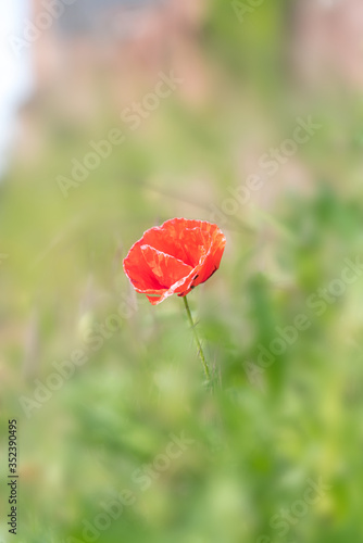 close up from an poppie