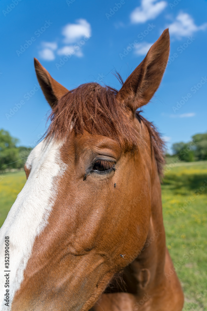 Obraz premium Horses in the pasture