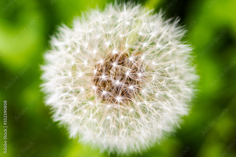 Selective focus closeup view of dandelion seedhead Selective focus closeup view of dandelion seedhead