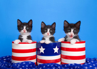 Three black and white tuxedo kittens in red and white striped canisters and blue with stars and stripes, looking directly at viewer. Blue star soft fabric draped around with blue background.
