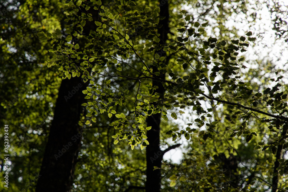 Fototapeta premium Moody tree lighting leaves