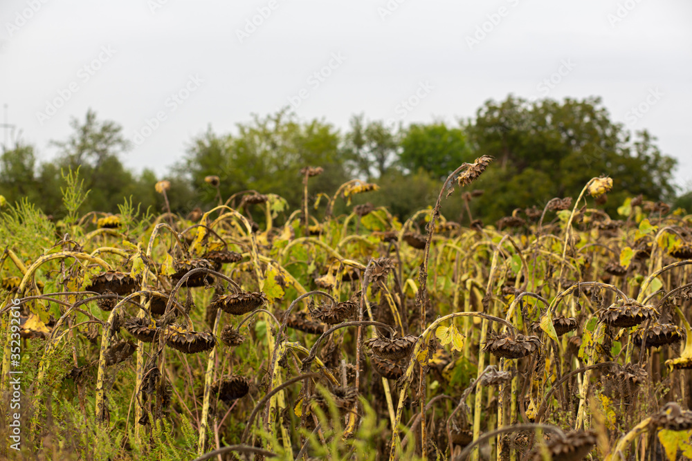 Obraz premium Field of ripened dry sunflowers. The time of harvest seeds.