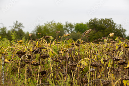 Field of ripened dry sunflowers. The time of harvest seeds.