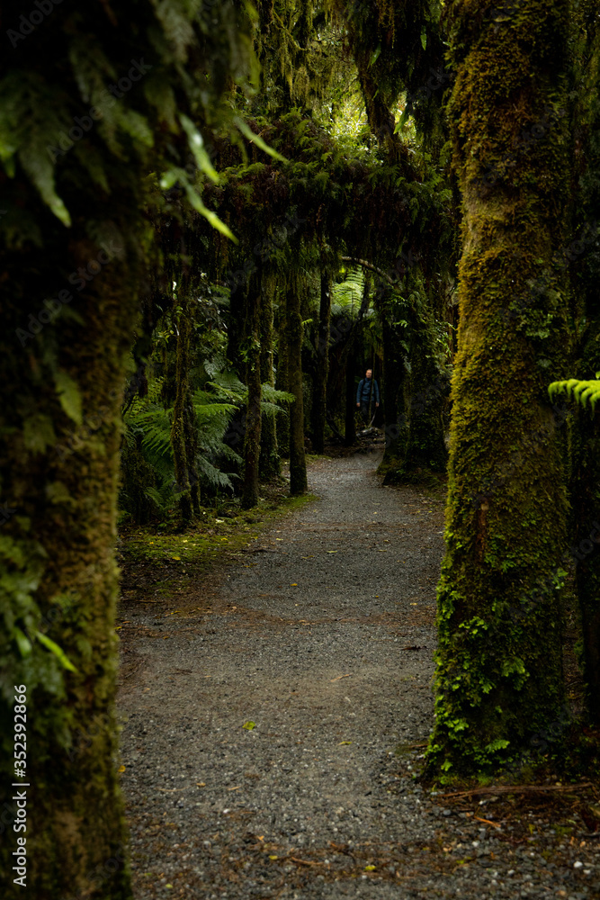 Fototapeta premium Person hiking in dense tropical forest