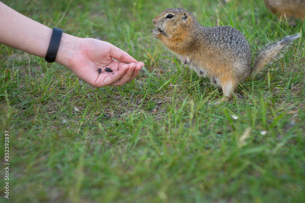 Obraz premium ground squirrel eats food in the field