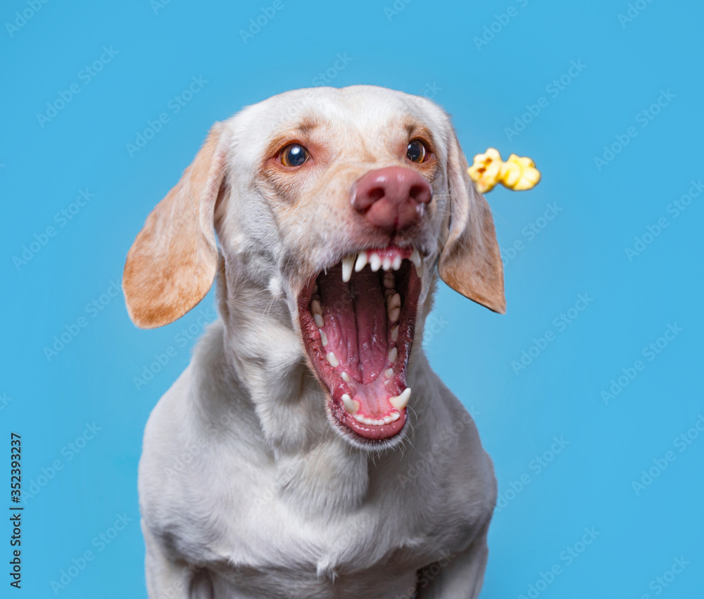 cute dog in a studio on an isolated background cute dog in a studio on an isolated background